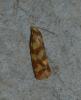 Aethes rutilana